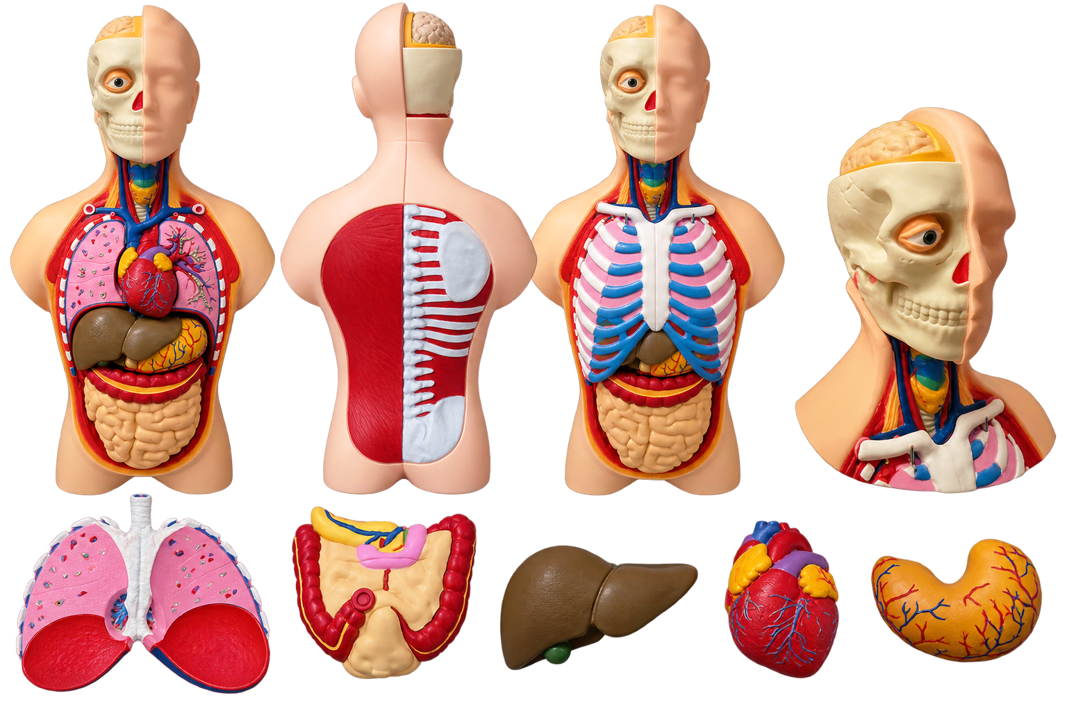 Human Anatomy